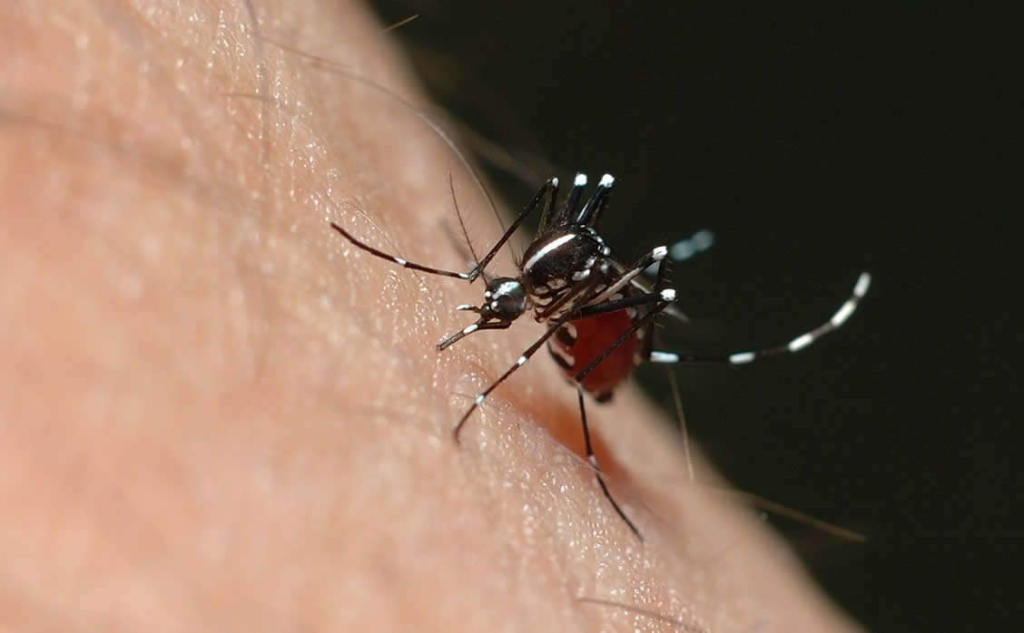 Imagem ampliada do mosquito da dengue