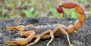Carpinagem Sorocaba